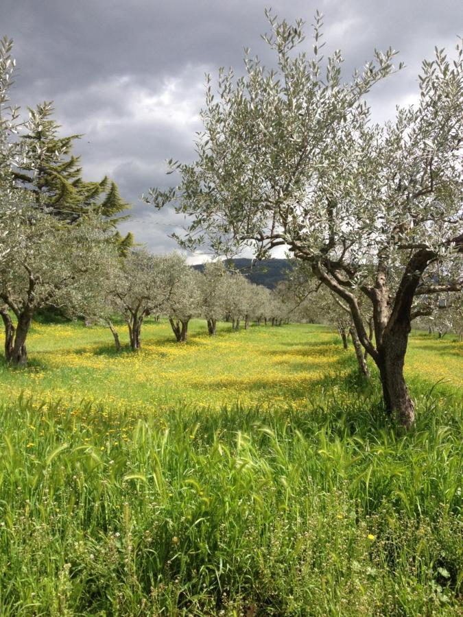 Gli Ulivi D'Argento Villa อัสซิซี ภายนอก รูปภาพ